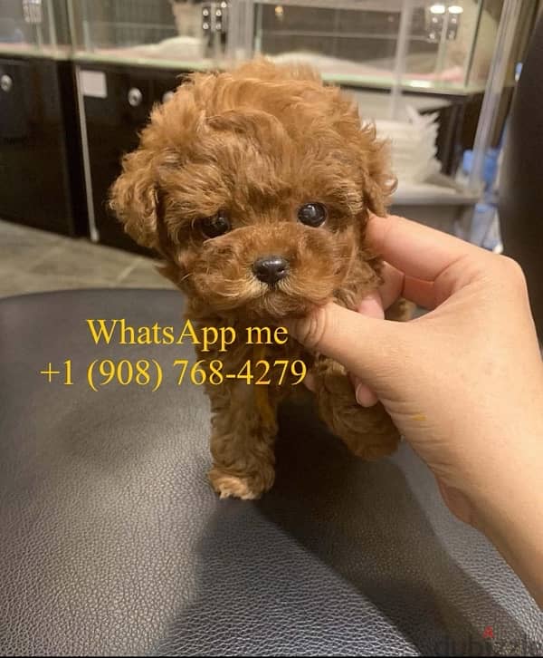 Poodle for sale . WhatsApp me ‪+1 (908),768‑4279‬ 0