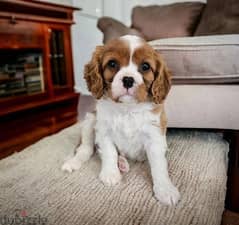 Whatsapp Me +966583921348 Cavalier Spaniel Puppies 0