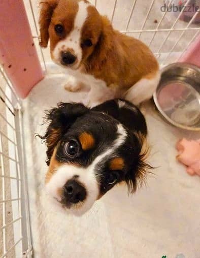 Whatsapp Me +966583921348 Cavalier Spaniel Puppies 1