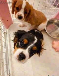 Whatsapp Me +966583921348 Cavalier King Charles Puppies 0