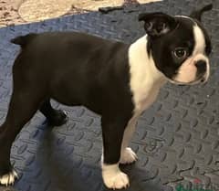 Whatsapp Me +966588993320 Boston Terrier 0