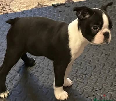 Whatsapp Me +966588993320 Boston Terrier