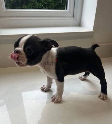 Whatsapp Me +966588993320 Boston Terrier 1