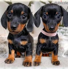 Daschund puppies//whatsapp +971552543679 0