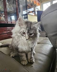 Whatsapp Me +972555074990 Maine Coon Cats 0