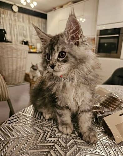 Whatsapp Me +972555074990 Maine Coon Cats 1