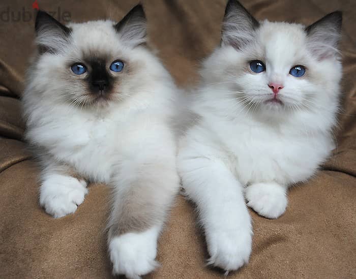 Whatsapp Me +966588993320 Ragdoll Cats 0