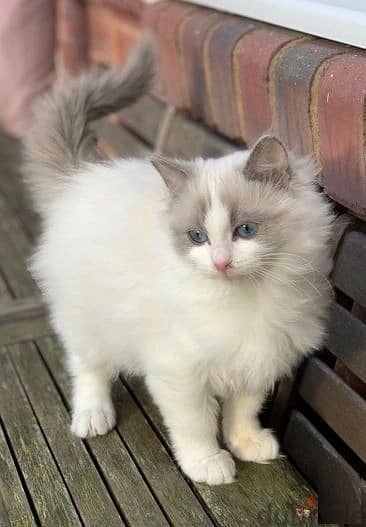 Whatsapp Me +966588993320 Ragdoll Cats 1