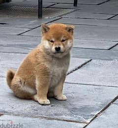 Whatsapp Me +966583921348 Shiba Inus Puppies 0