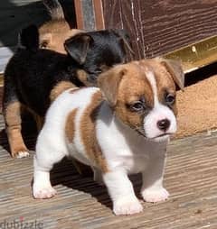 Whatsapp Me +972555074990 Jack Russell Puppies 0