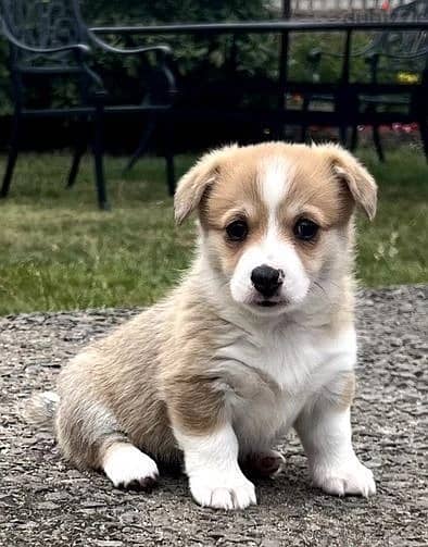 Whatsapp Me +966588993320 Corgi Pembroke Puppies 1