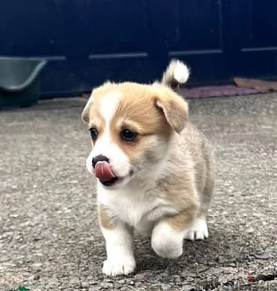 Whatsapp Me +966588993320 Welsh Corgi Pembroke Puppies