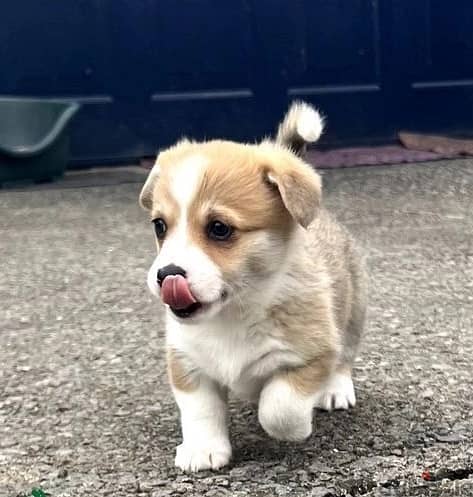 Whatsapp Me +966588993320 Welsh Corgi Pembroke Puppies 0