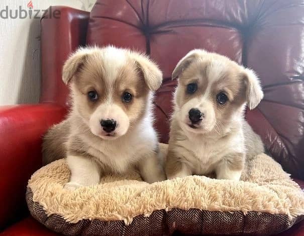 Whatsapp Me +966588993320 Welsh Corgi Pembroke Puppies 1