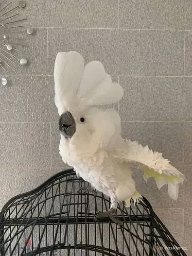 Whatsapp Me +966588993320 Umbrella Cockatoos