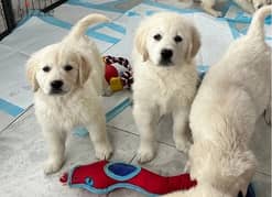 Whatsapp Me +972555074990 Golden Retriever Puppies 0