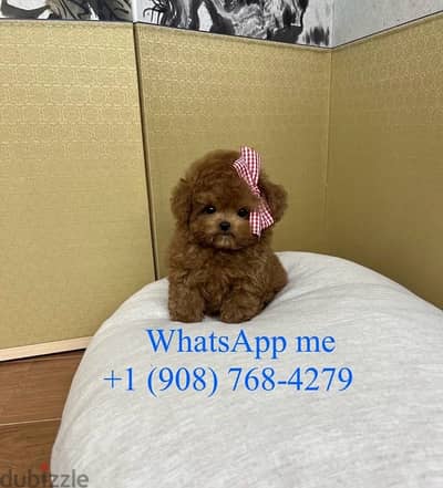 Tcup Poodle for sale . . WhatsApp me ‪+19087684279‬