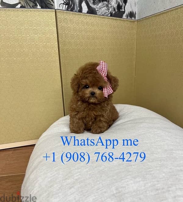 Tcup Poodle for sale . . WhatsApp me ‪+19087684279‬ 0