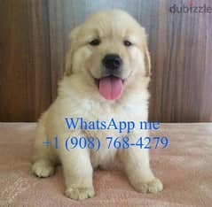 Golden retriever for sale . WhatsApp me ‪+19087684279‬ 0