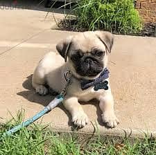 Pug puppies// whatsapp +971552543679 0