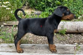 Whatsapp Me +972555074990 Doberman Puppies 0