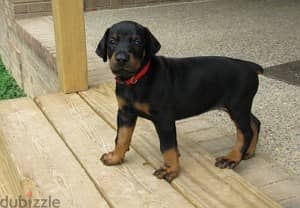 Whatsapp Me +972555074990 Doberman Puppies 1