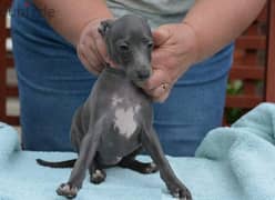 Whatsapp Me +966588993320 Italian Grey-hound Puppies 0