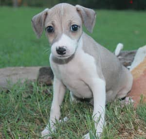 Whatsapp Me +966588993320 Italian Grey-hound Puppies 1