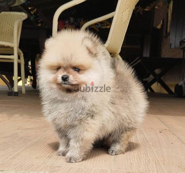 Cream Pomeranian for sale . . WhatsApp me ‪+19087684279‬ 0