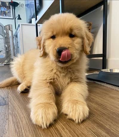 Golden retriever for sale. WhatsApp me ‪+19087684279‬