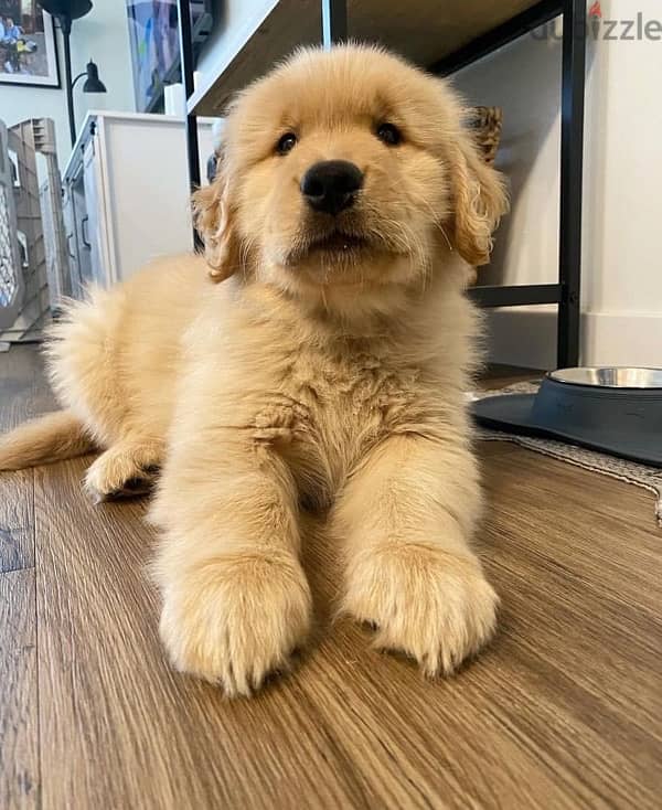 Golden retriever for sale. WhatsApp me ‪+19087684279‬ 1