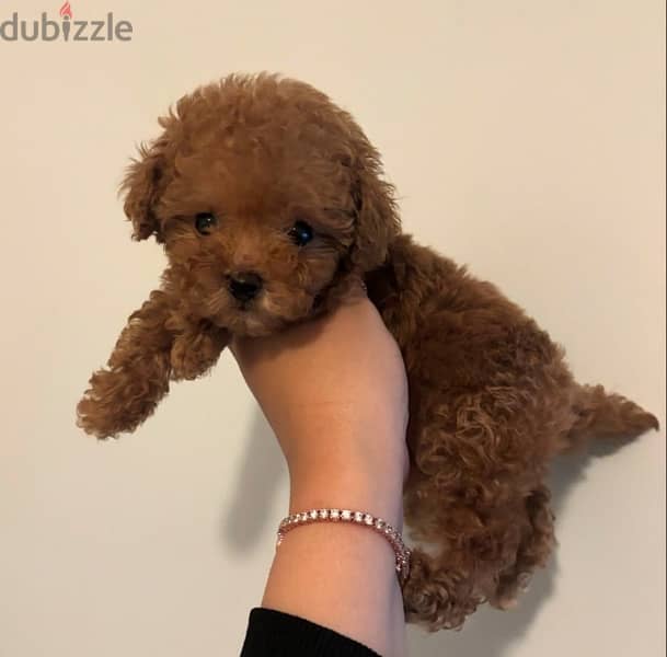 Mini Poodle for sale . WhatsApp me ‪+19087684279‬ 1