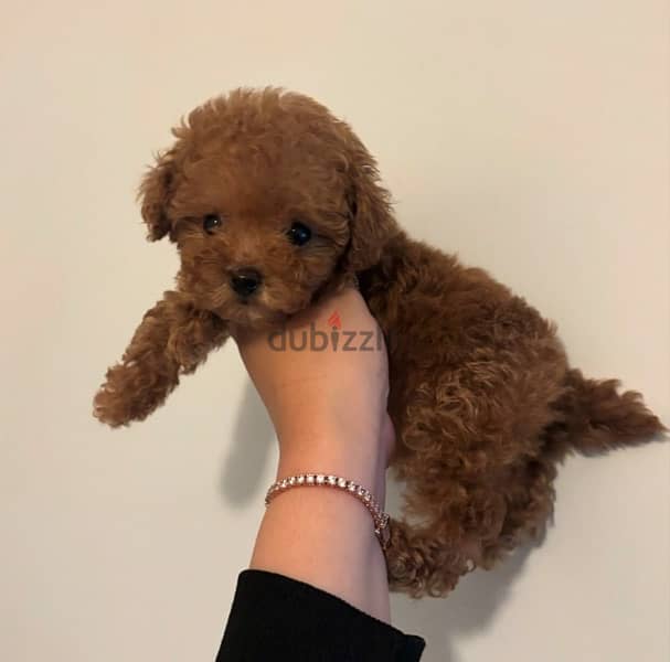 Mini Poodle for sale . WhatsApp me ‪+19087684279‬ 2