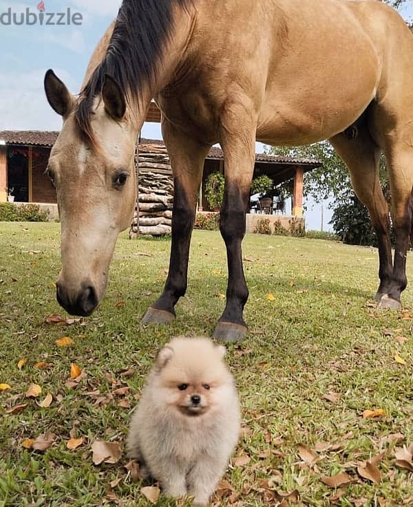 Male Pom puppy for sale . WhatsApp me ‪+19087684279‬ 0