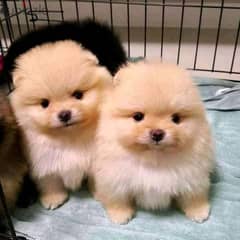 Pomeranian Puppies ready for their new home. 0