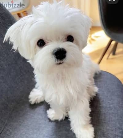 Maltese