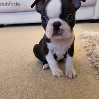 Boston Terrier puppies// whatsapp +971552543679