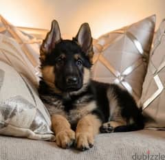 German Shepherd what’s +1510,6307279 0