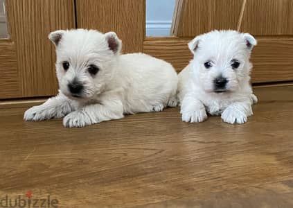 Whatsapp Me +972555074990 Westie Puppies