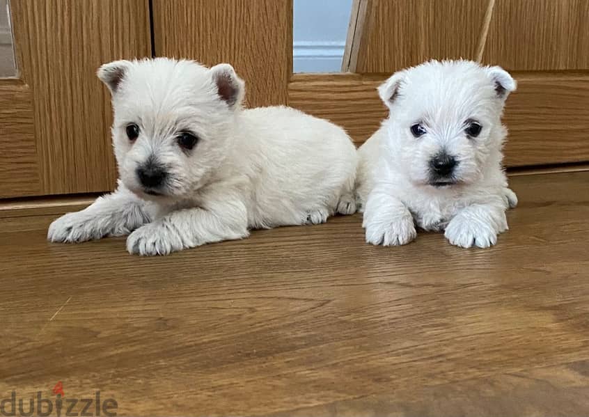 Whatsapp Me +972555074990 Westie Puppies 0