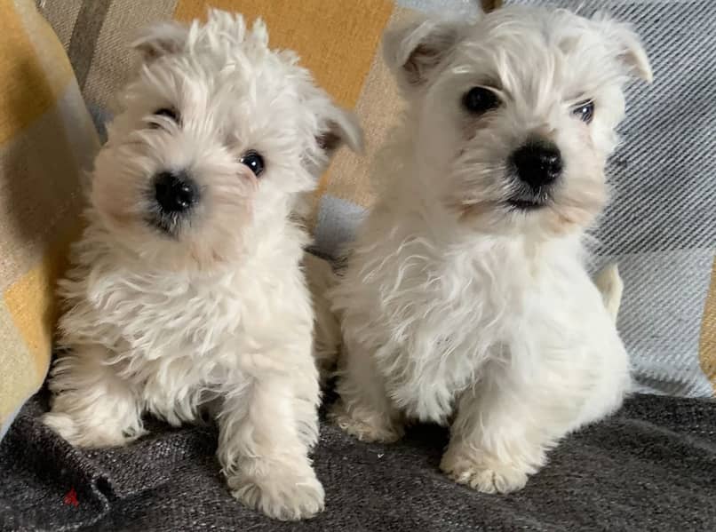 Whatsapp Me +972555074990 Westie Puppies 1