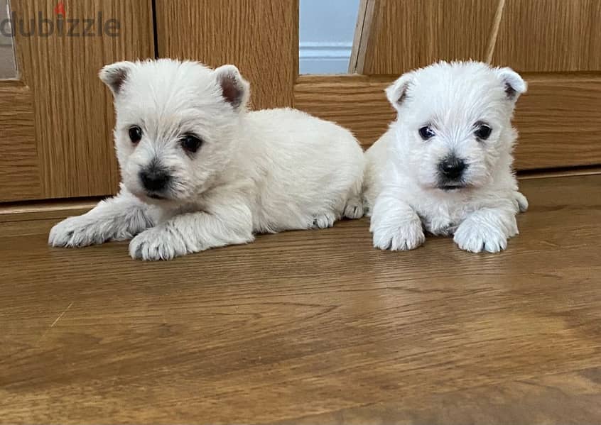 Whatsapp Me +972555074990 West Highland Terrier 1