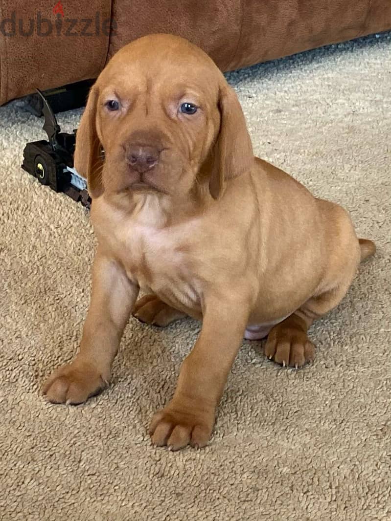 Whatsapp Me +966588993320 Hungarian Vizsla Puppies 0