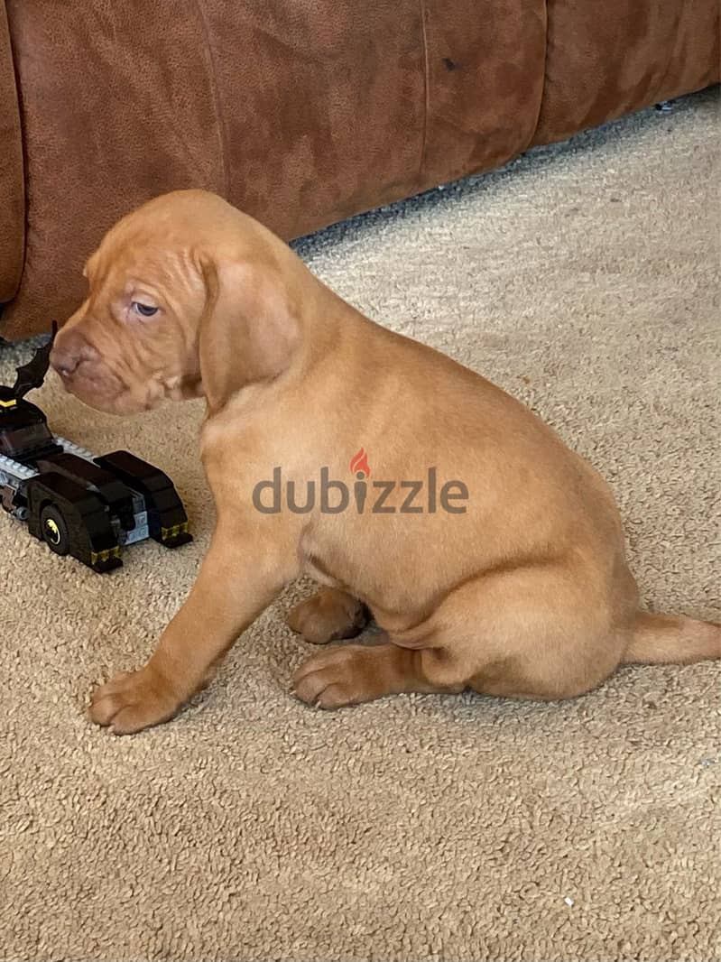 Whatsapp Me +966588993320 Hungarian Vizsla Puppies 1