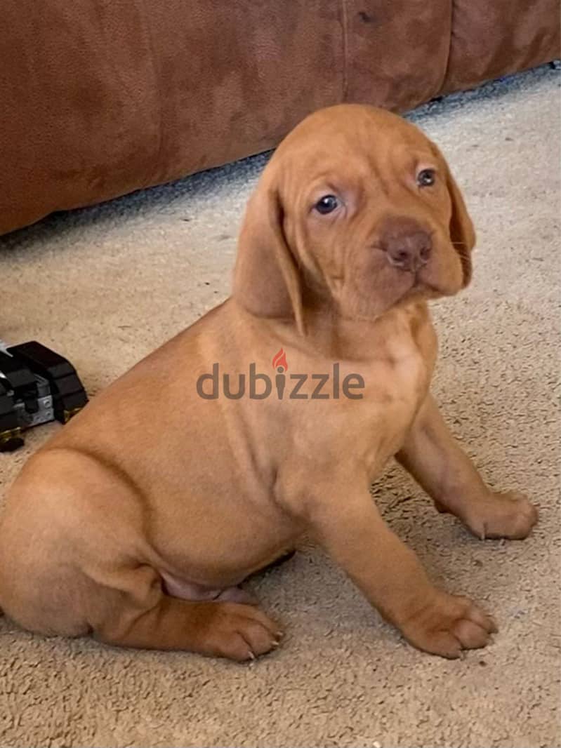 Whatsapp Me +966588993320 Hungarian Vizsla Puppies 1