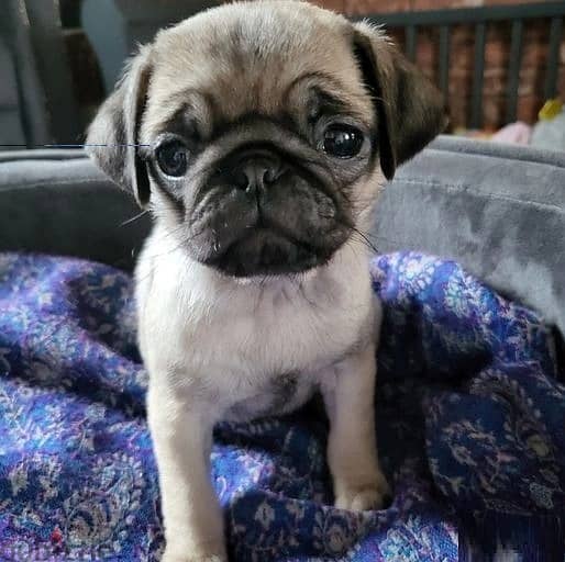 Whatsapp Me +966583921348 Pug Puppies 1