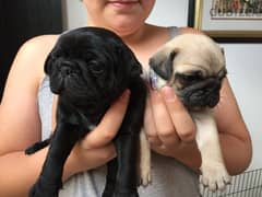 Whatsapp Me +966583921348 Pug Puppies 0