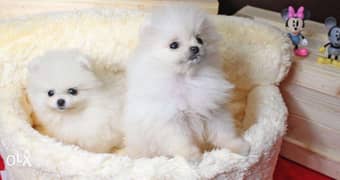 Pomeranian puppies for sale 0