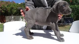 Whatsapp Me +966583921348 Weimaraner Puppies 0