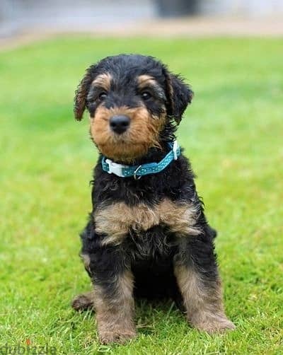 Whatsapp Me +972555074990 Airedale Terrier